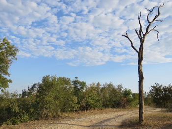 Trees on field against cloudy sky