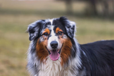 Close-up portrait of a dog