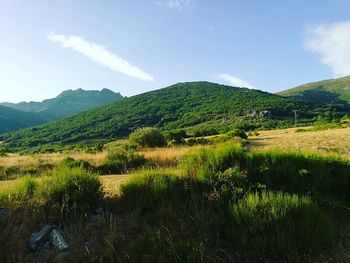 Scenic view of landscape against sky