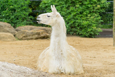 Portrait of an larma on field