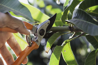 Close-up of person working on leaves