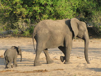 Elephant baby following its mother