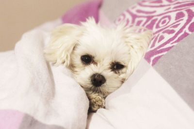Portrait of dog lying down