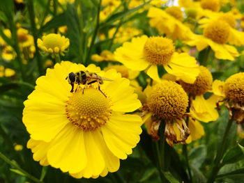 Close-up of bee on yellow flower