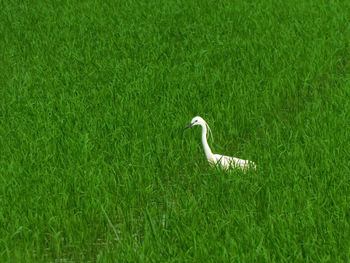 Gray heron perching on grassy field