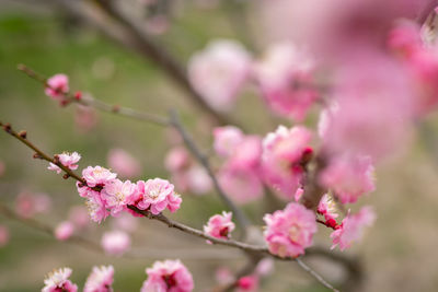 Close-up of pink cherry blossoms in spring