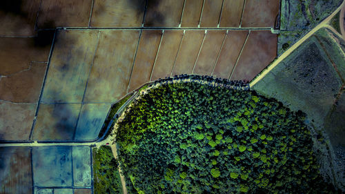High angle view of plants growing on footpath