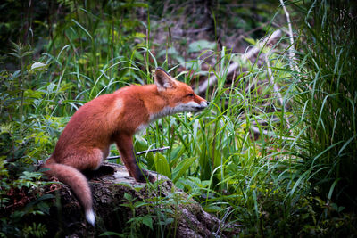 Close-up of fox sitting on log in forest