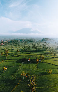 Scenic view of agricultural field against sky