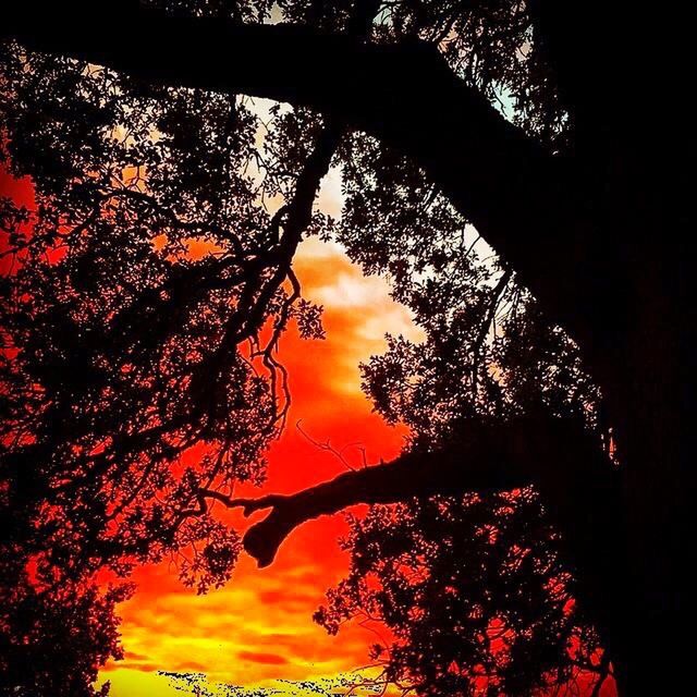 SILHOUETTE OF TREES AT SUNSET