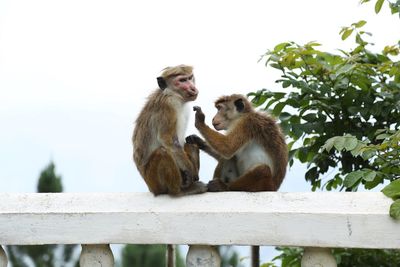 Low angle view of monkey sitting on railing against sky