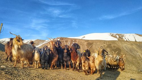 Panoramic view of goats on field against sky