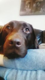 Close-up of dog resting on sofa