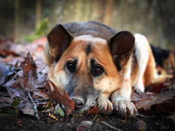 Portrait of sad german shepherd dog resting with the head on autumn leaves fallen on the ground