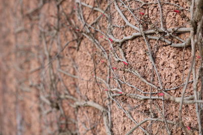 Close-up of cherry tree