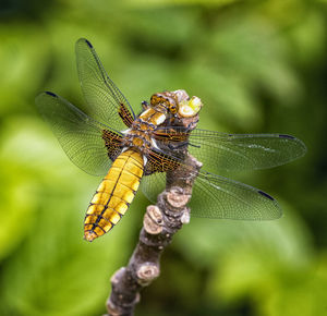 Broad-bodied darter on plant