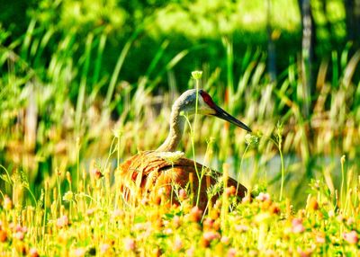 Close-up of lizard on land