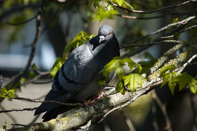 Close-up of bird perching on tree