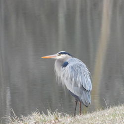 bird