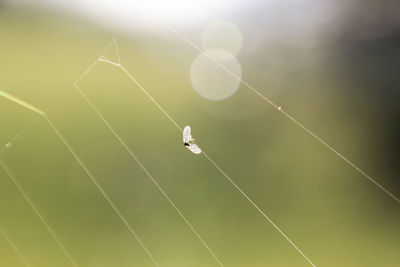 Close-up of spider on web