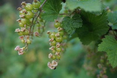 Close-up of berries growing on plant