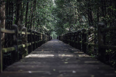 View of footpath in forest