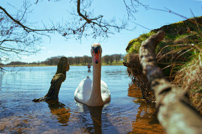 Swan lake tatton park