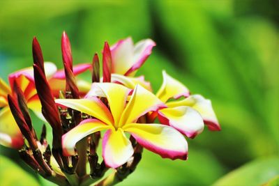 Close-up of pink flower