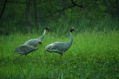 Ducks on a field