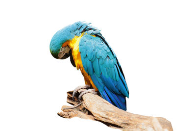 Close-up of blue parrot perching on branch against clear sky