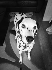 Portrait of dog standing on floor at home