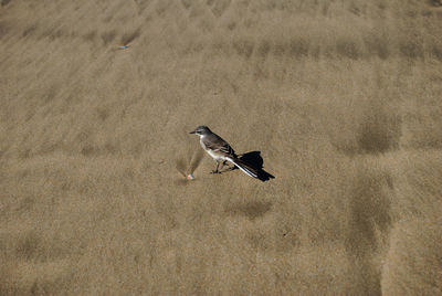 High angle view of bird on land