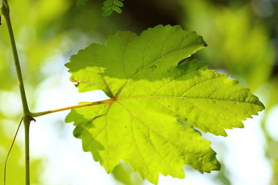 Close-up of green leaves on plant