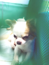 Close-up portrait of a dog