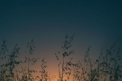 Low angle view of silhouette birds flying against clear sky