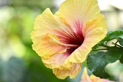 Close-up of yellow hibiscus flower