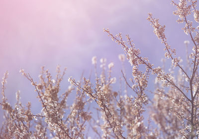 Close-up of flowering plant against sky