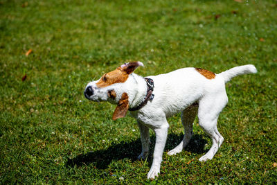 Dog running in field