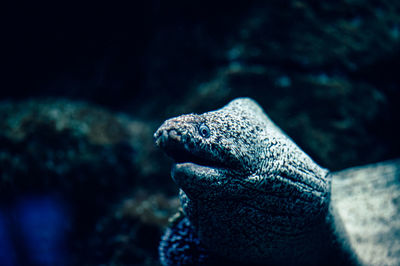 Close-up of turtle in sea