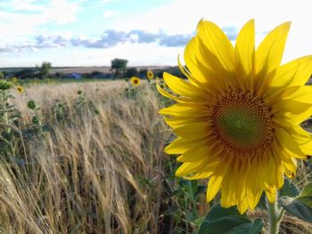 Close-up of sunflower on field against sky