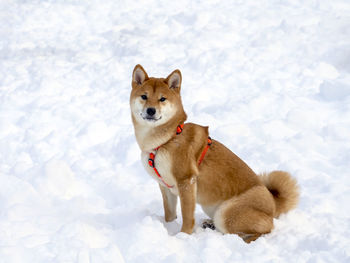 Dogs on snow covered field