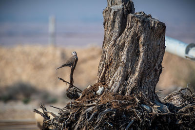 Close-up of driftwood on tree stump