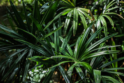 Full frame shot of plants