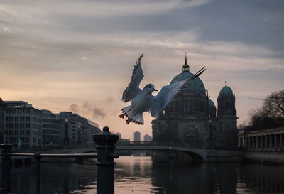 Low angle view of seagull over river in city against sky at dusk
