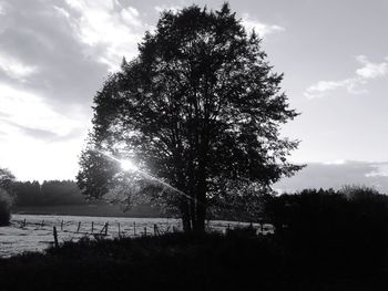 Trees on field against sky