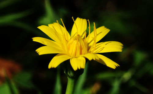 Close-up of yellow flower