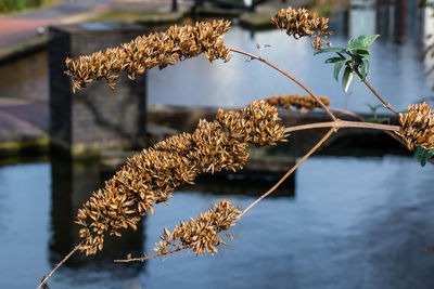 Close-up of dry flowers over canal