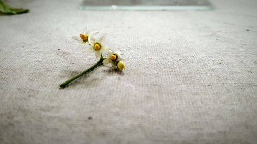 Close-up of yellow flowers