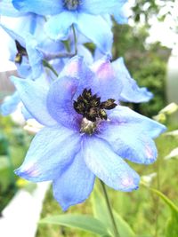 Close-up of bumblebee on flower
