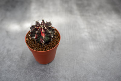 High angle view of succulent plant on table